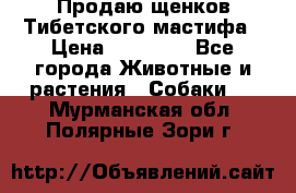 Продаю щенков Тибетского мастифа › Цена ­ 45 000 - Все города Животные и растения » Собаки   . Мурманская обл.,Полярные Зори г.